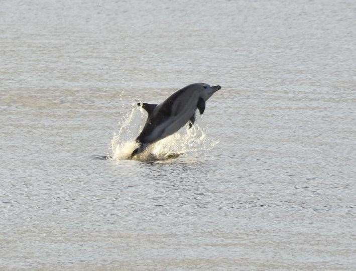 The 'dolphins' playing in the Thames by the town pier in Gravesend. Picture: Jason Arthur