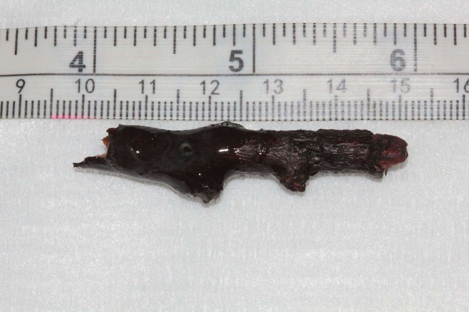 Vets were able to remove the stick (University of Edinburgh/PA)