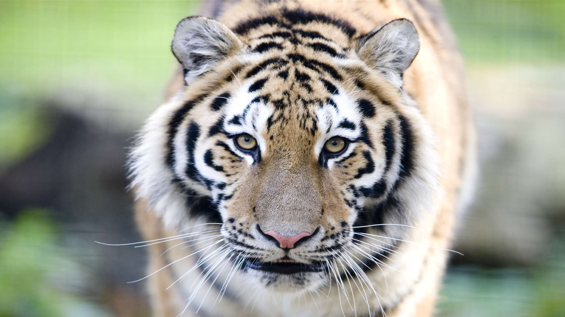 You can see tigers right here in Kent Picture: Port Lympne