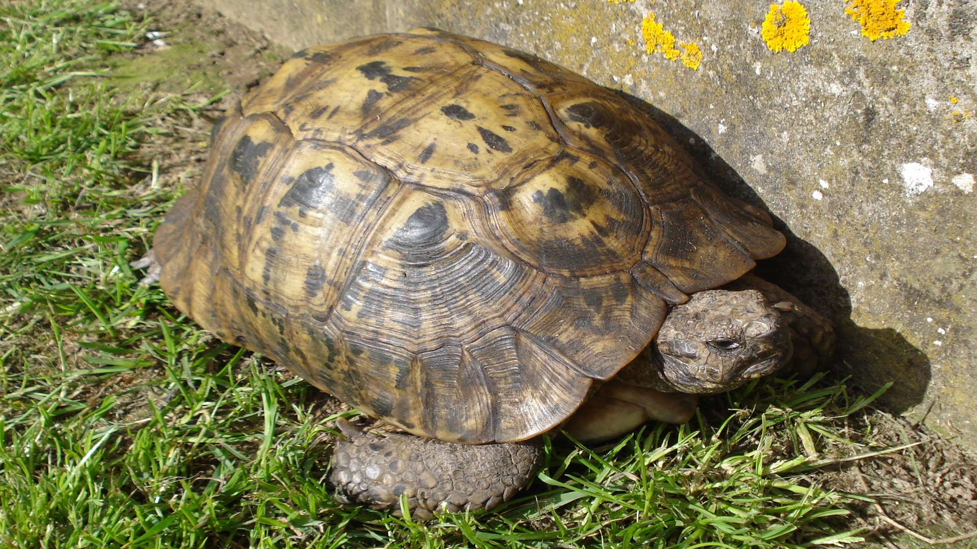 Timmy is an American desert tortoise