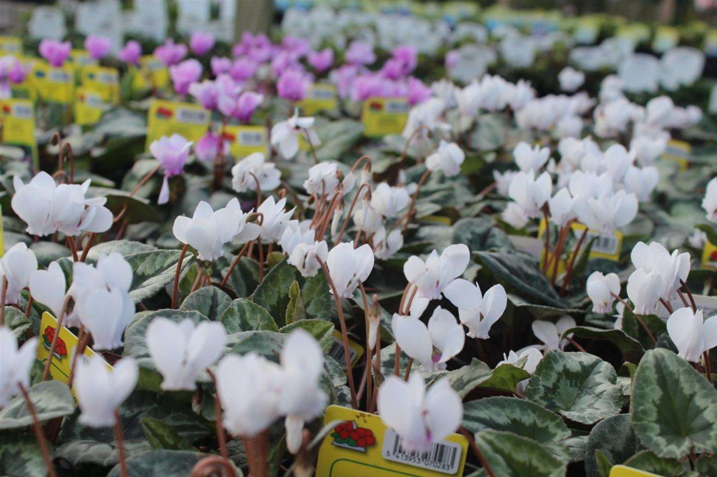 Cyclamen will bloom until the first frosts