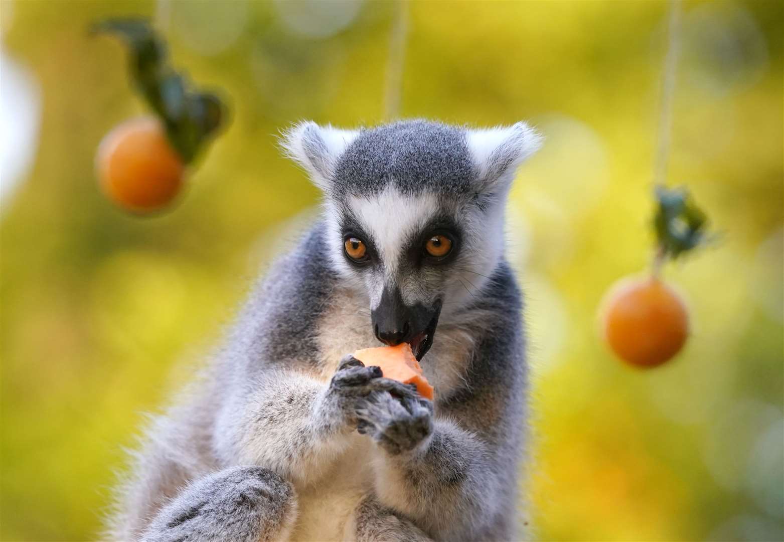 Different breeds of lemur enjoyed the pumpkin puree treats (Andrew Milligan/PA)