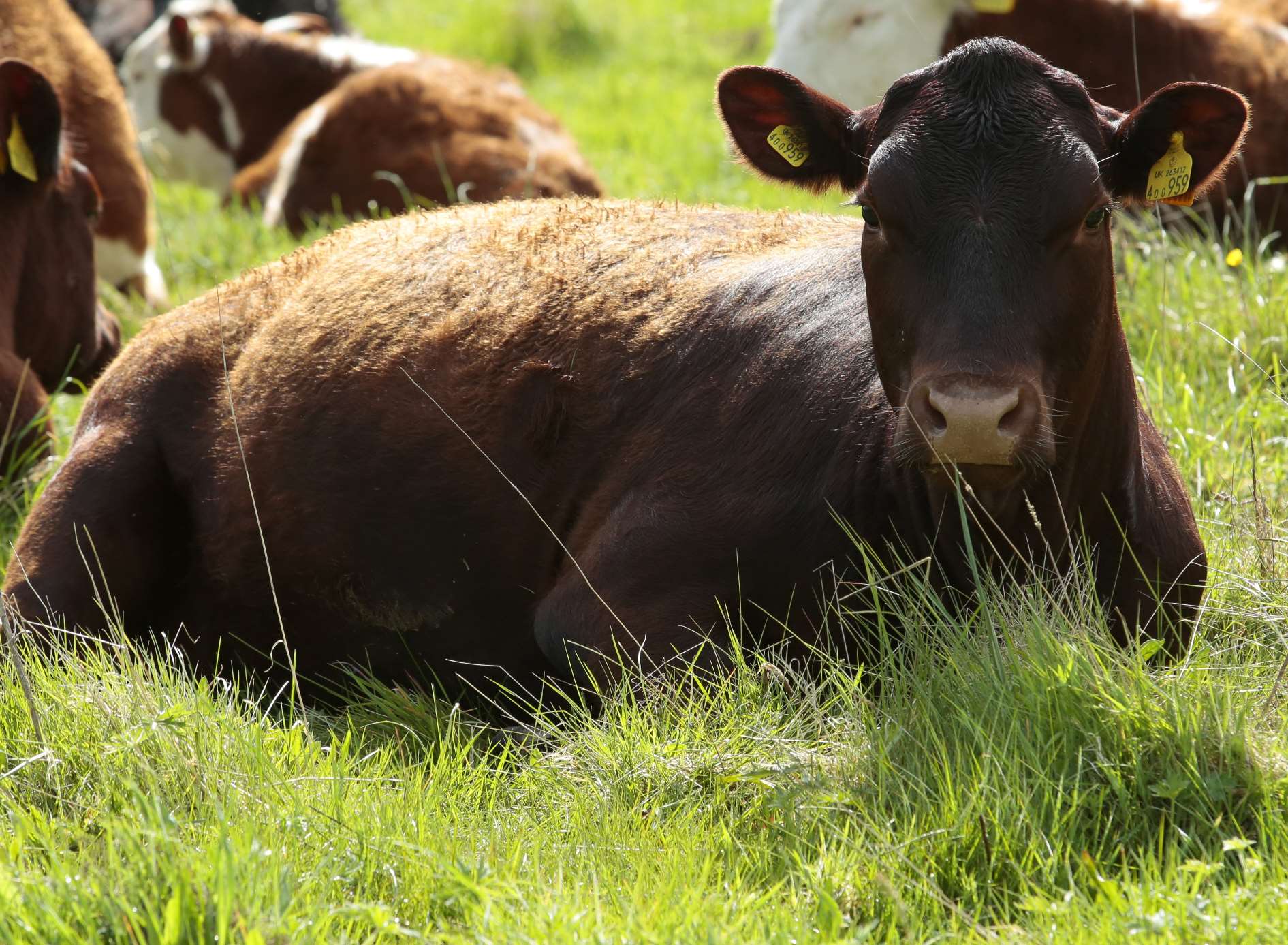 A cow was rescued. Stock picture