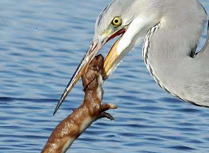 It's all over for the weasel. Picture: Jonathan Forgham