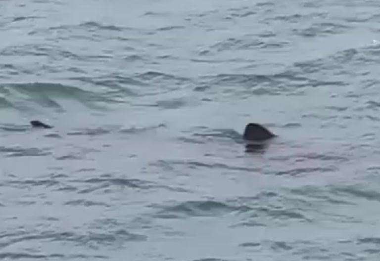 Shock as suspected basking shark caught swimming off Thanet coastline ...