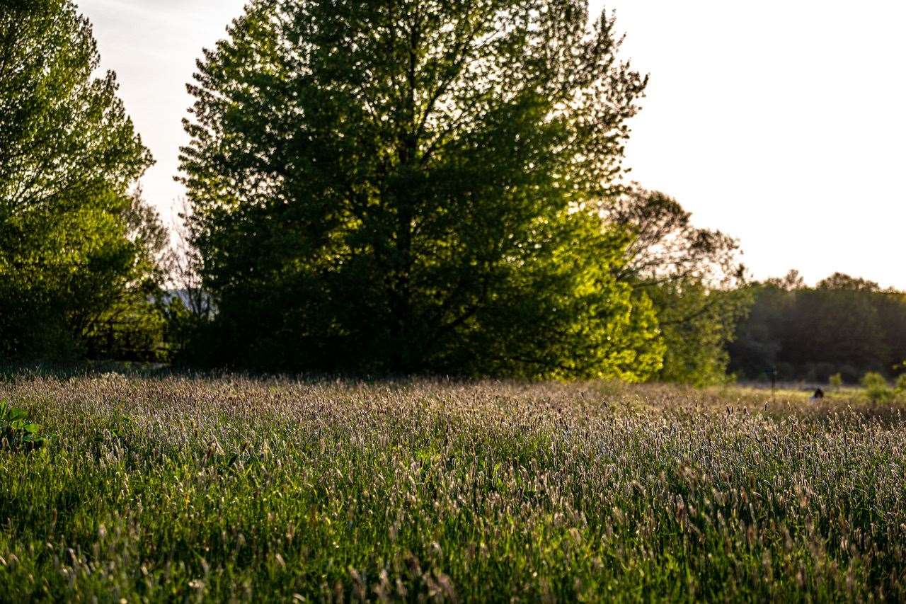 The meadow in Wincheap in full bloom