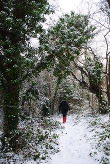 A snowy scene at Rede Common, Strood, taken by Robert Westwood