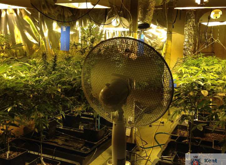 Inside the Tonbridge cannabis factory