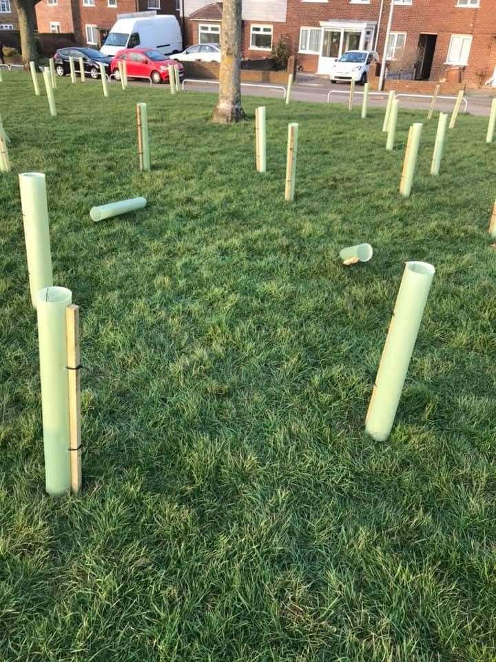 Dog walkers have now picked up the damaged trees and replanted them