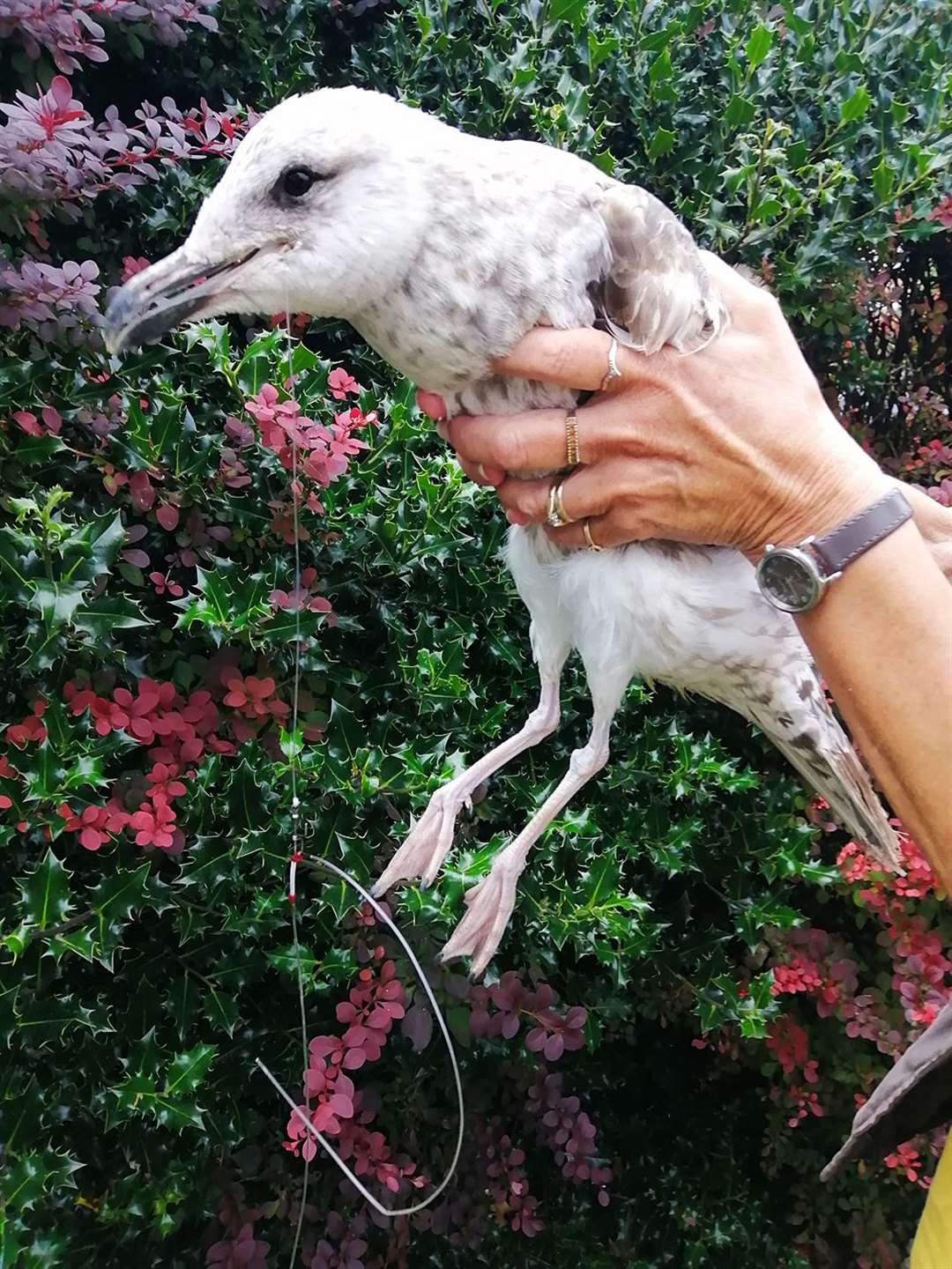 Carol Knott attempted to save a seagull which had swallowed two fish hooks in Deal