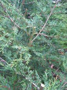 Slashed trees in Trottiscliffe