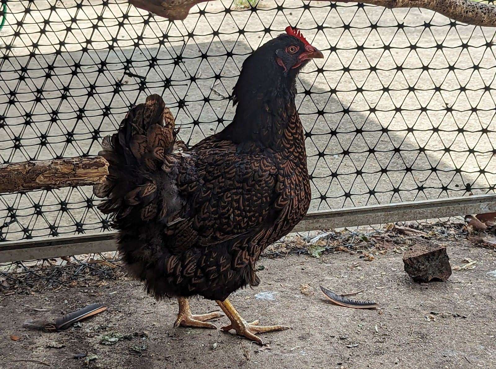 A chicken was abandoned inside a cardboard box outside Manor Country Park in West Malling