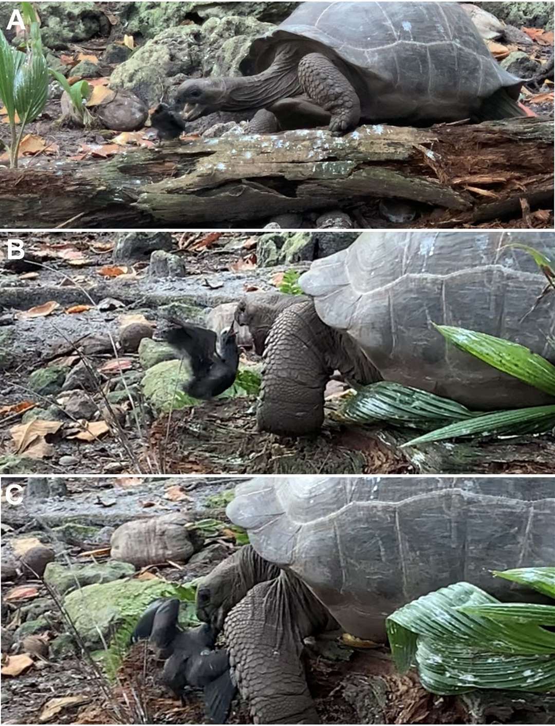 Giant tortoise eating tern chick (Justin Gerlach/University of Cambridge)