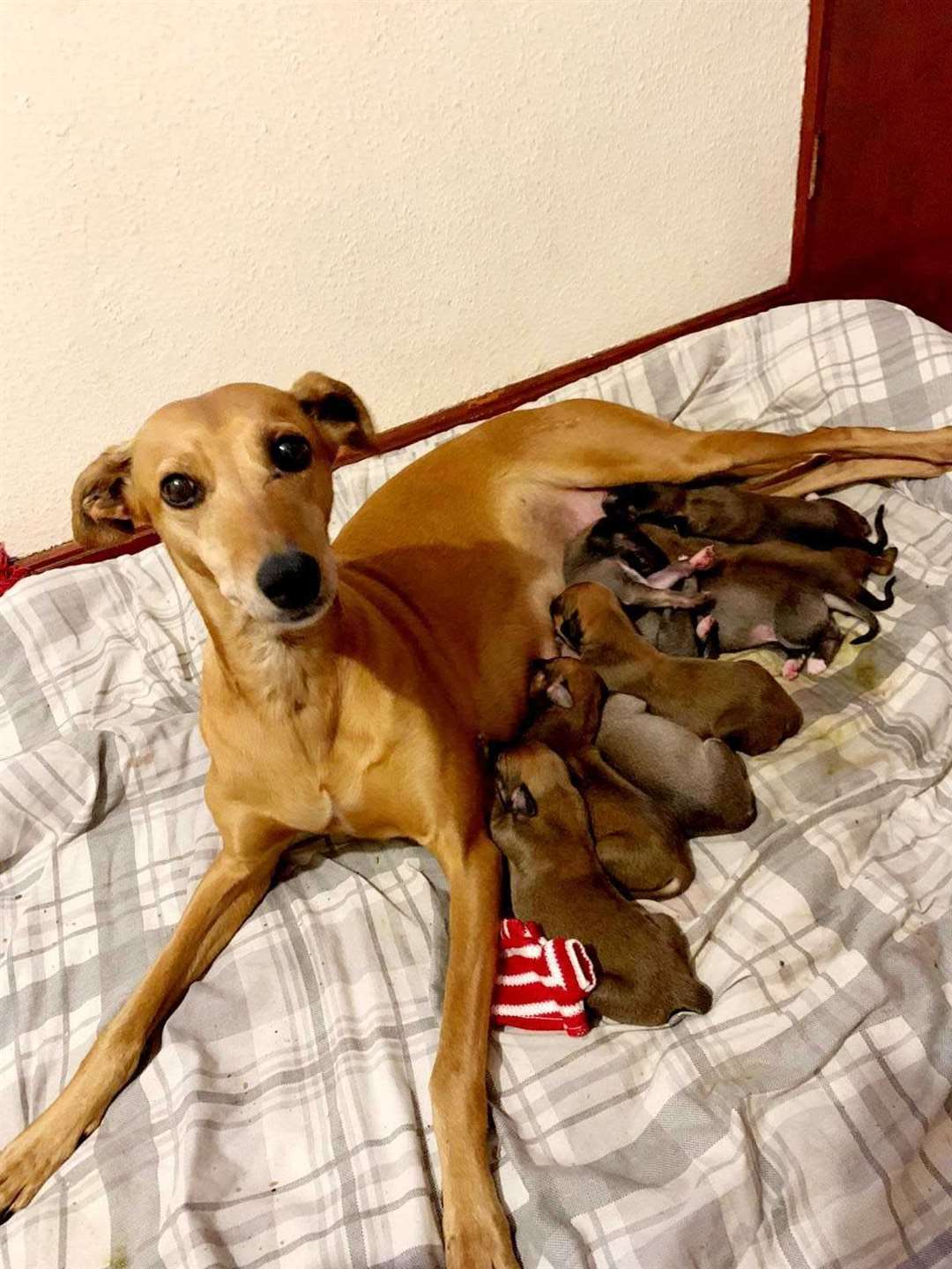 Santa and her puppies after being rescued by Swale Council's Dog Warden, Mel (56268071)