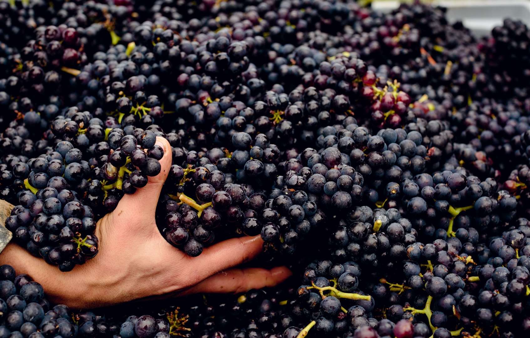 The grape harvest at Gusbourne