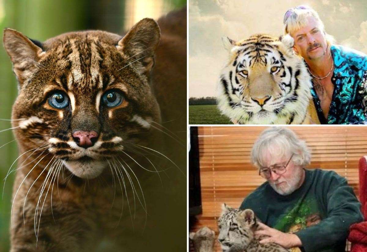 Two big cats previously under care of ‘UK Tiger King’ Terrence Moore make Smarden’s Big Animal Sanctuary in Kent their new home