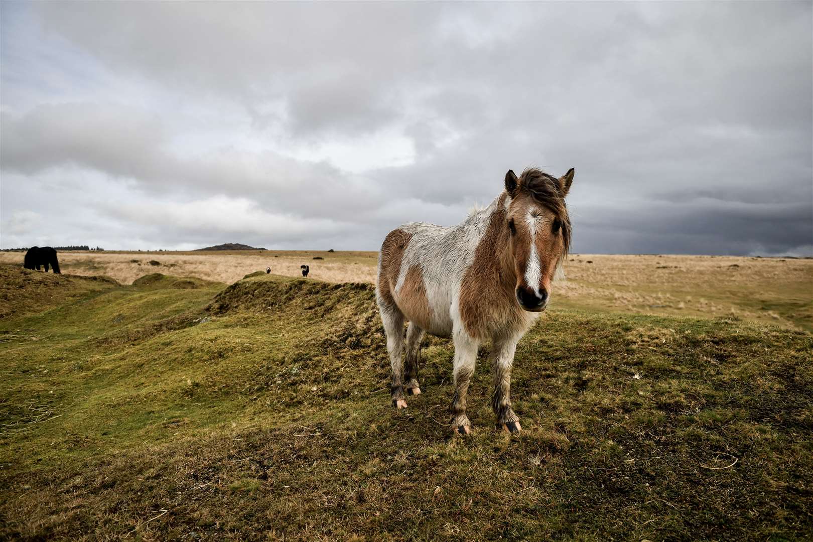 A wild pony after a downpour on Dartmoor (Ben Birchall/PA)