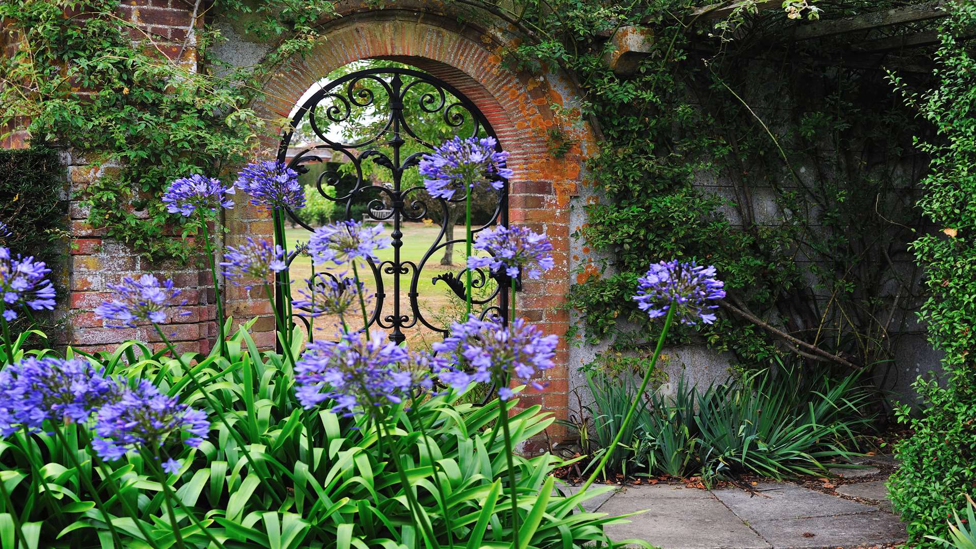 The late flowering agapanthus at Hole Park in Rolvenden