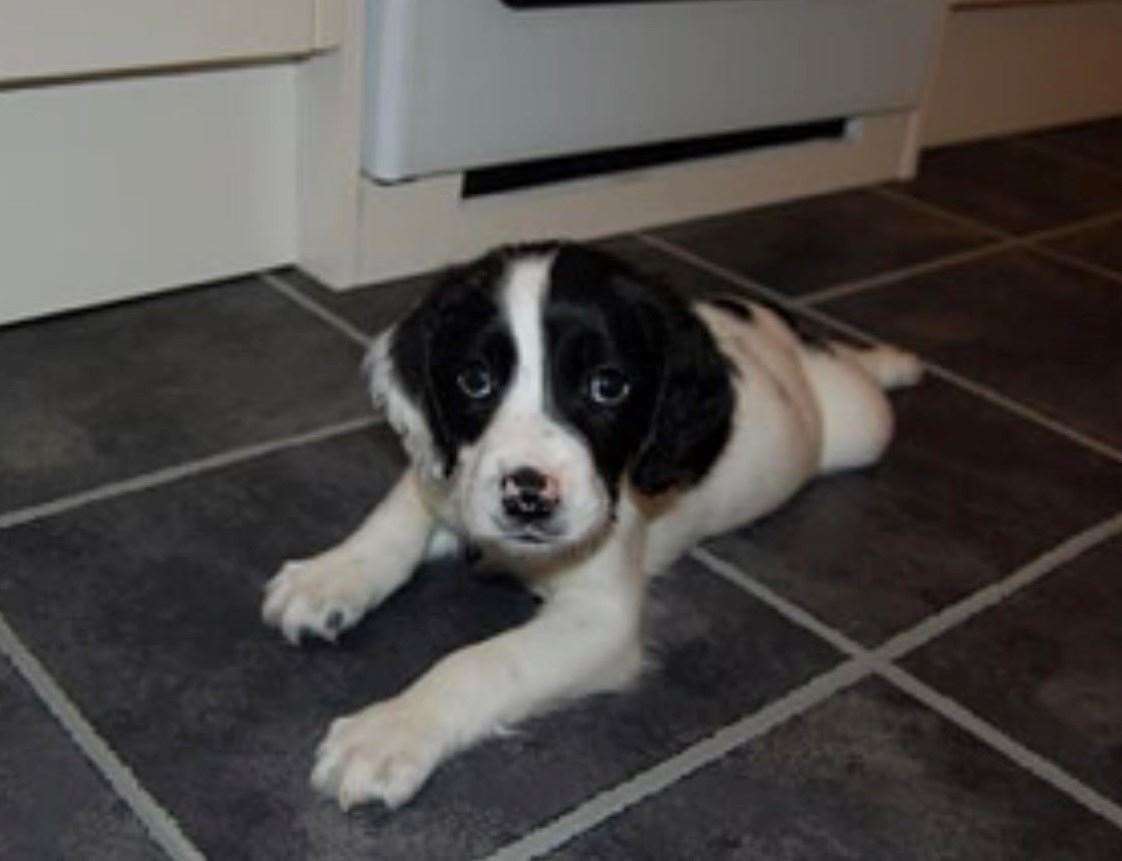 Ebb the water-bound springer spaniel