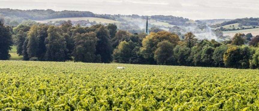 The Simpsons' Wine Estate near Canterbury