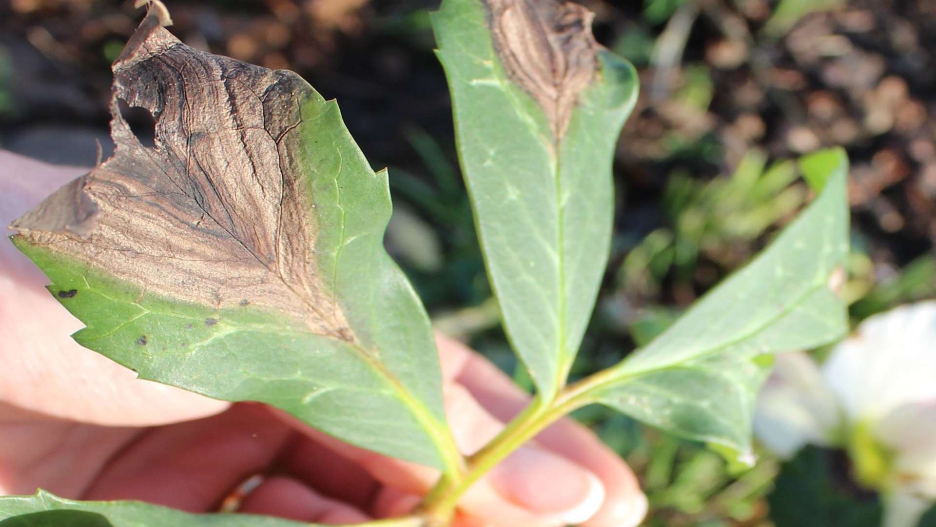 Remove blotchy leaves from hellebores