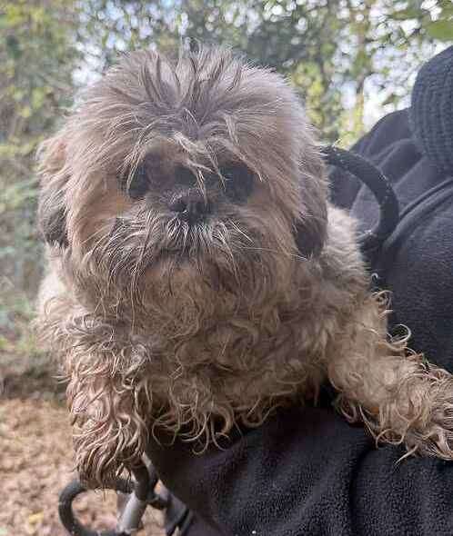 Tia is a 14-year-old Shihtzu cross. Picture: Last Chance Animal Rescue