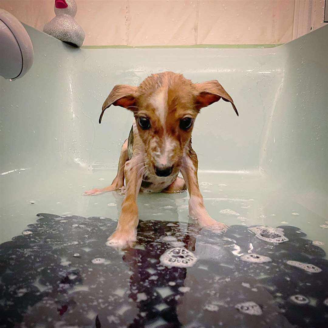 Having a bath: this lurcher pup was one of two abandoned in a cardboard box outside Happy Pants Ranch animal sanctuary in Sittingbourne. Picture: Amey James/HappyPants