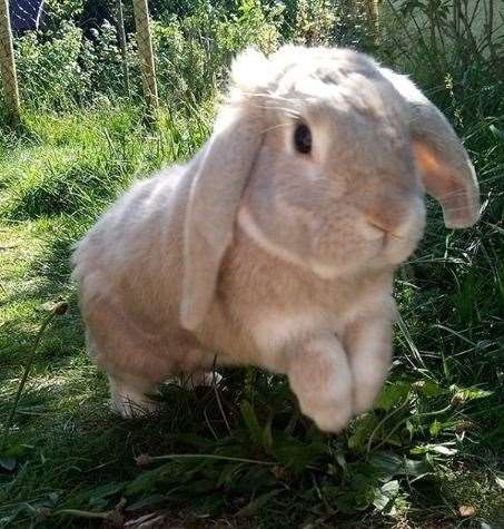 Chilled salad and vegetables can give animals added moisture if they're outside in the warm