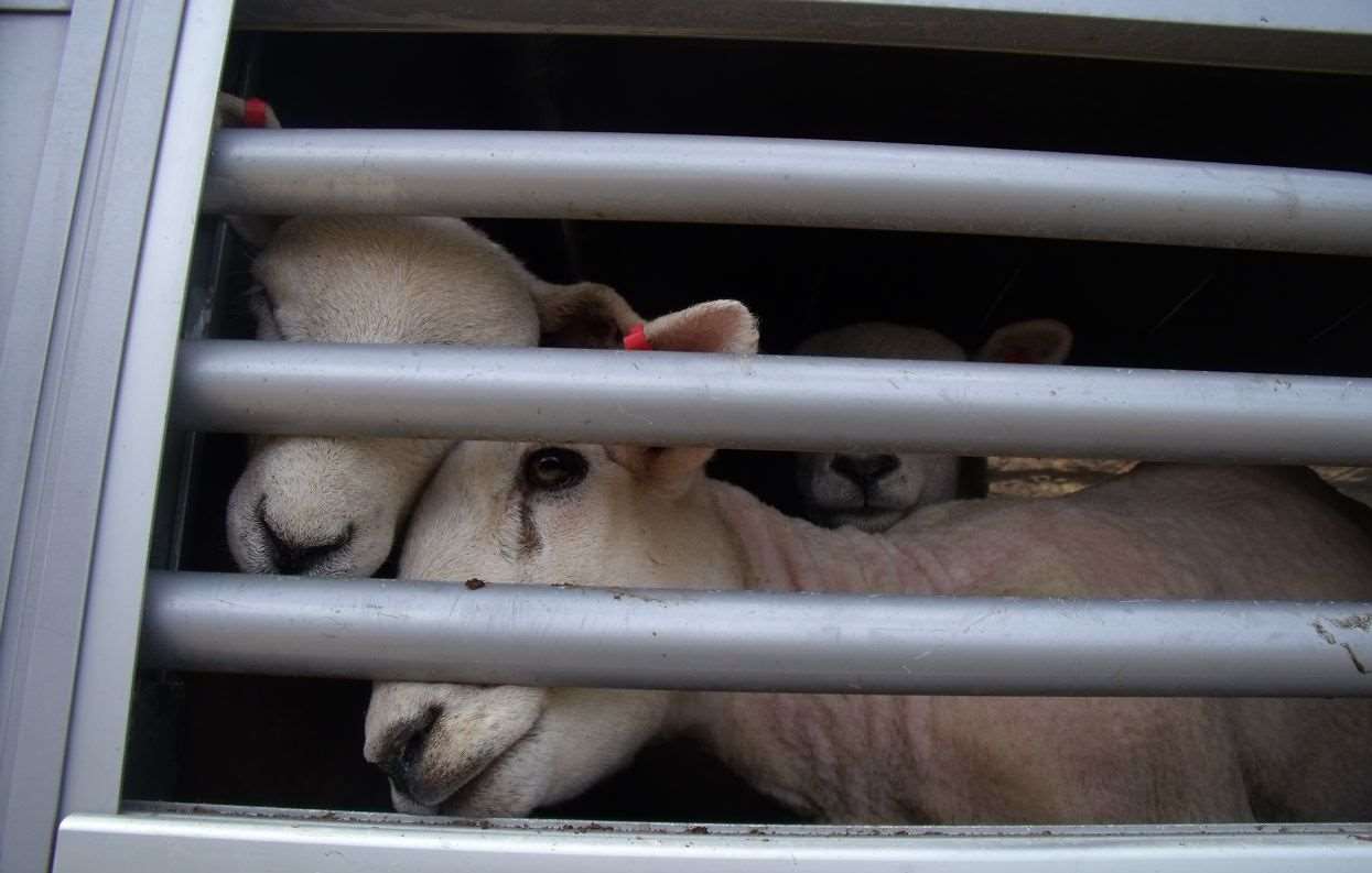 Sheep in a transporter travelling through Ramsgate Port. Picture: Mike Pett