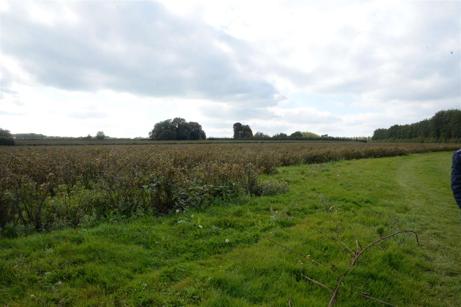 Land at Highland Court Farm, the proposed site of 175 homes. Picture: Chris Davey