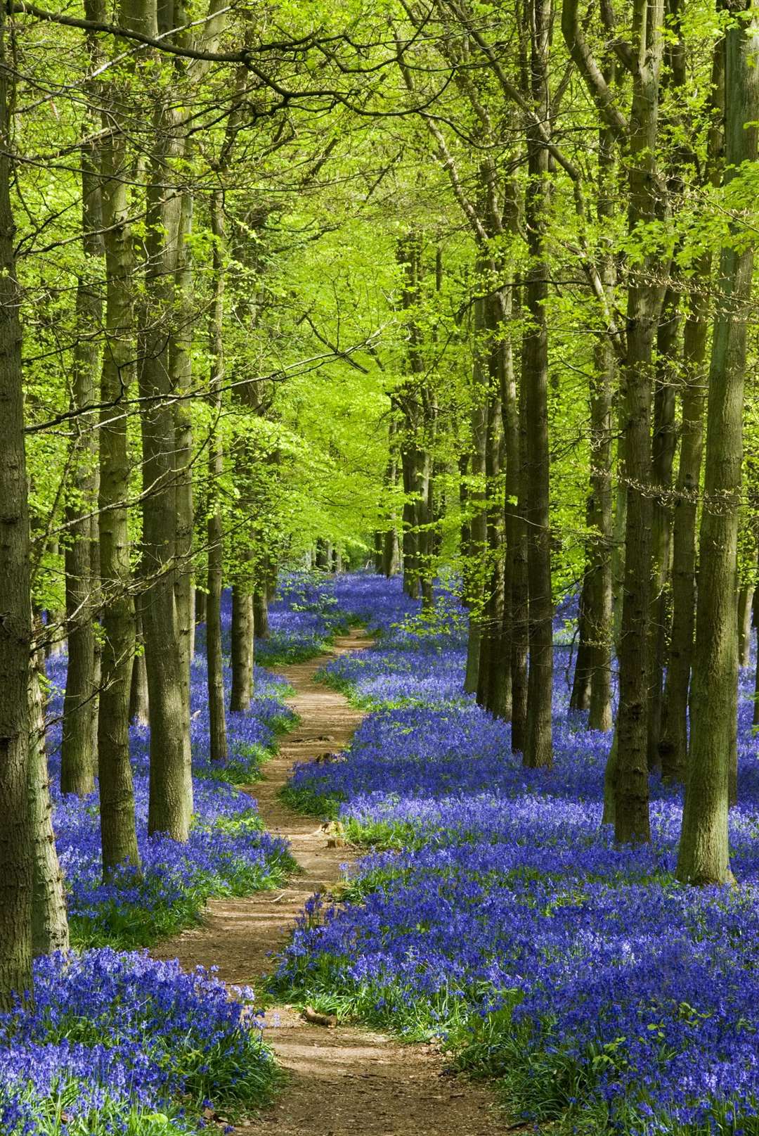 A forest of bluebells
