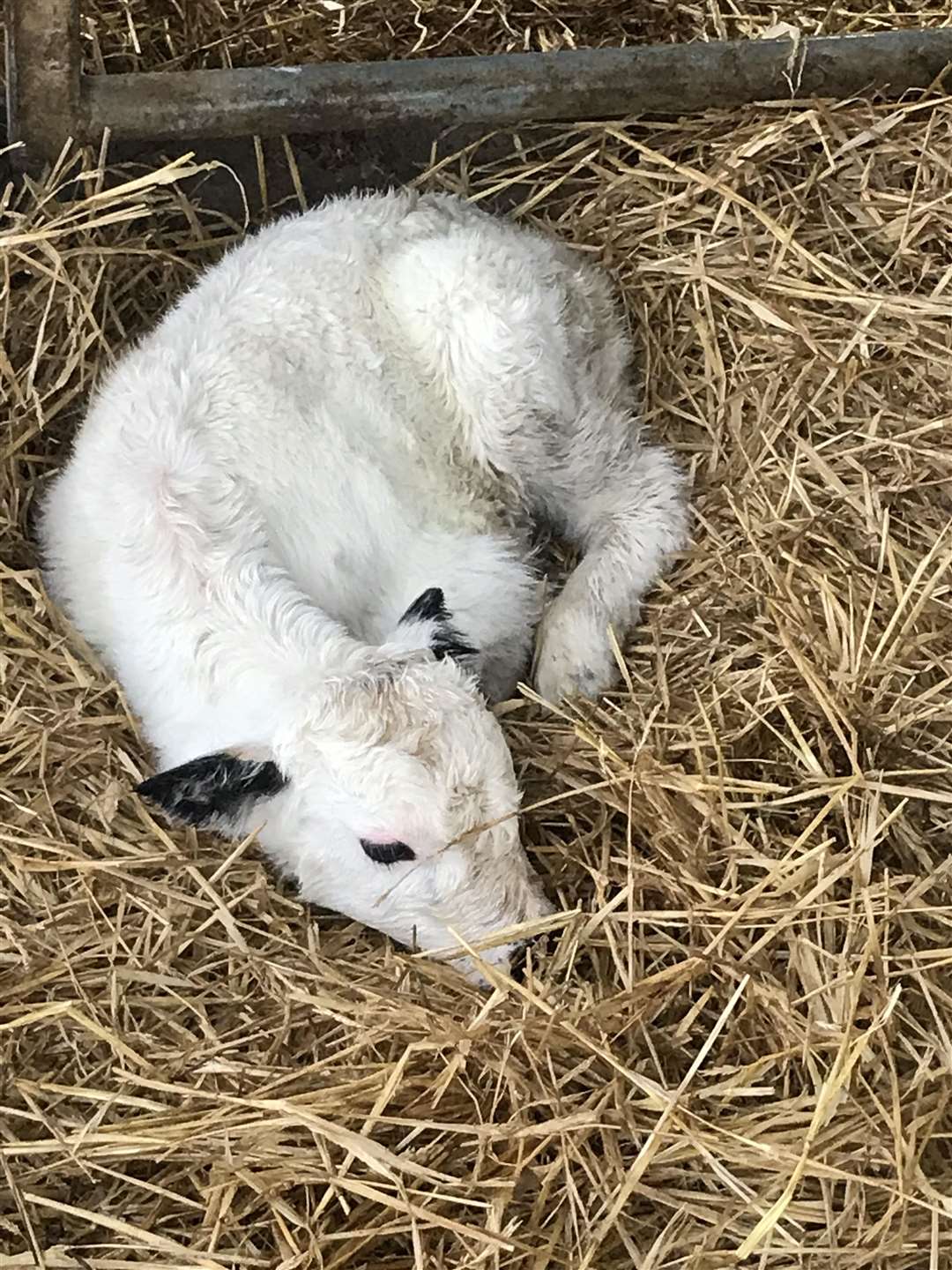 Snow was born through successful embryo transfer (Gavin Tait/AB Europe/PA)