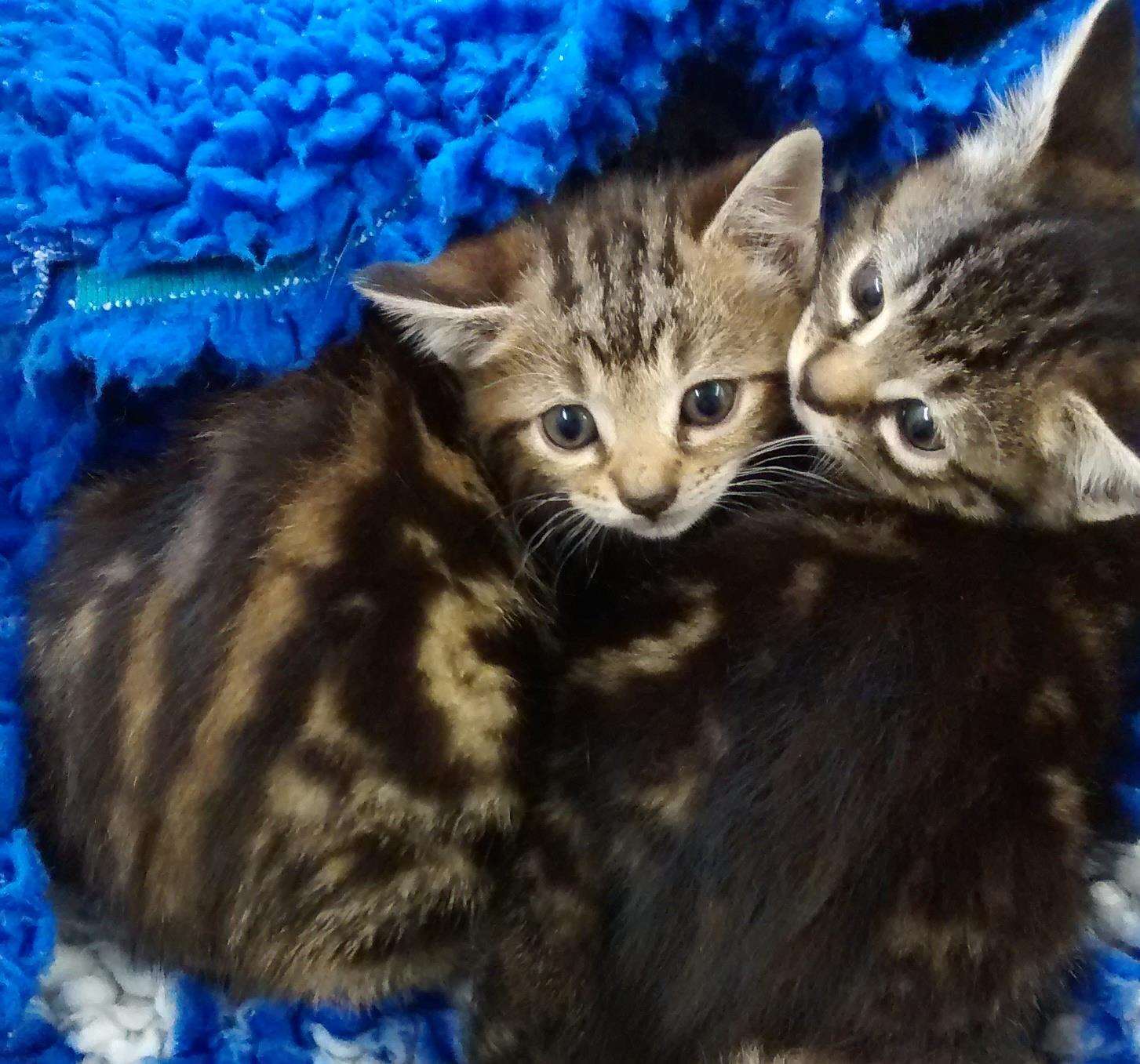 Six kittens were found in a cardboard box in Rochester (1649717)