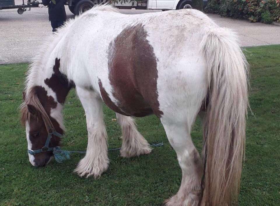 Two horses have been stolen from Charing Heath.