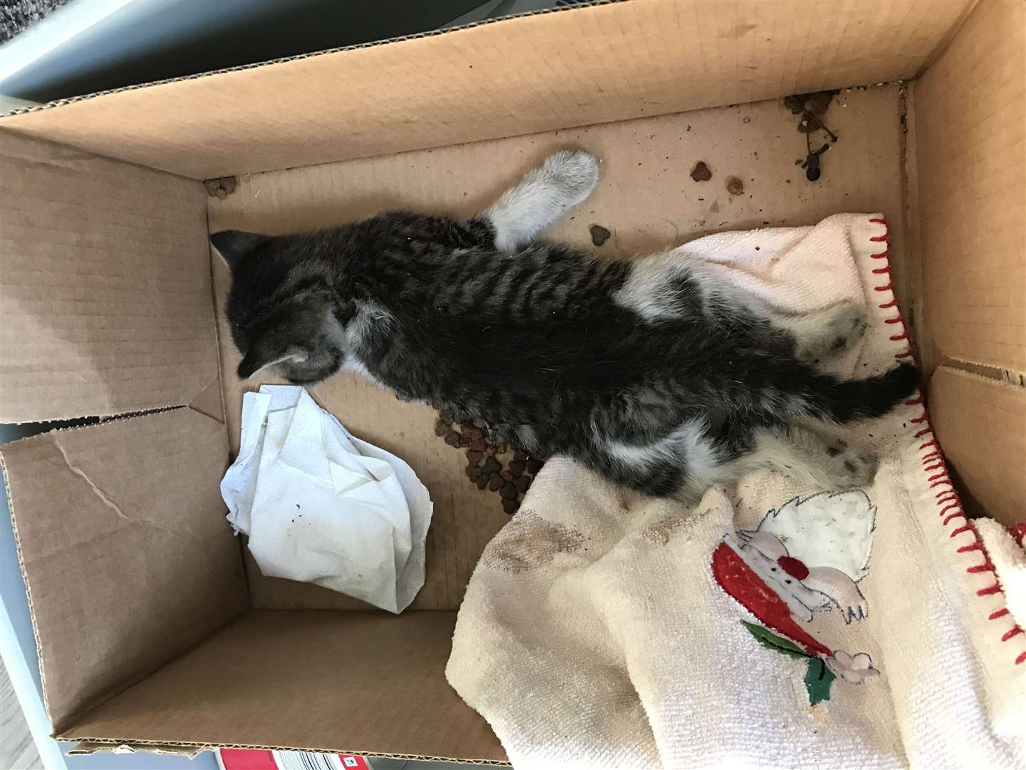 Abandoned kitten found dead inside cardboard box surrounded by rubbish ...