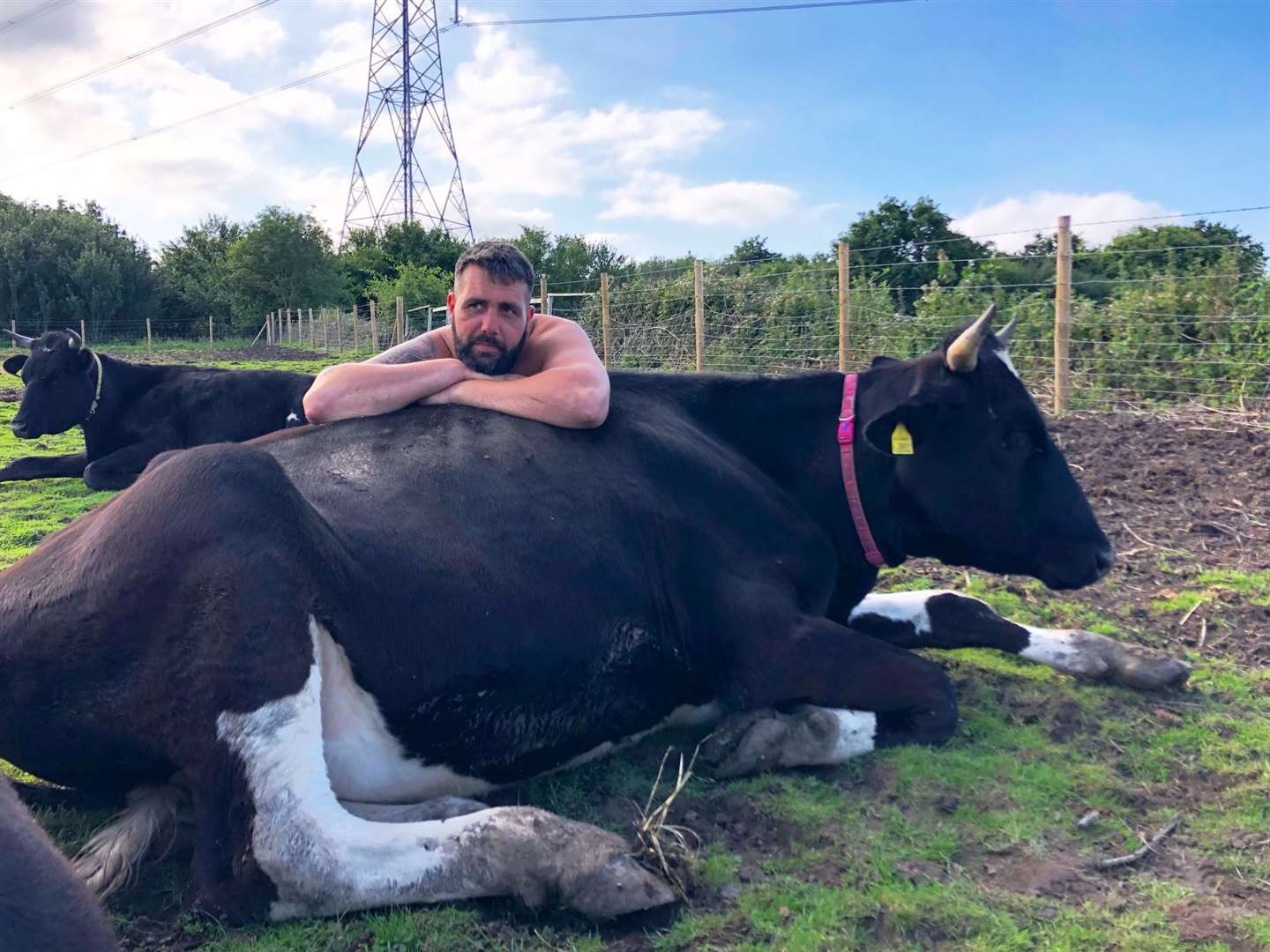 Amey James's partner Phil Greenhalgh with a cow at The Happy Pants Ranch