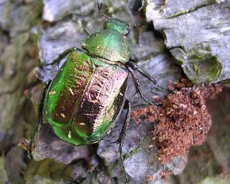 Endangered Beetle Rediscovered In Kent Orchard