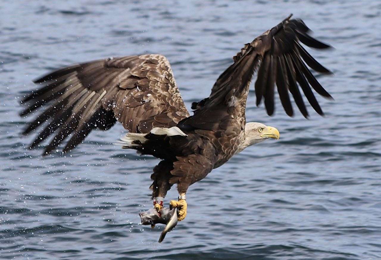 White tailed eagles, which are also know as sea eagles, can have a wingspan of 2.5 metres (Amanda Ferguson/RSPB/PA Media)