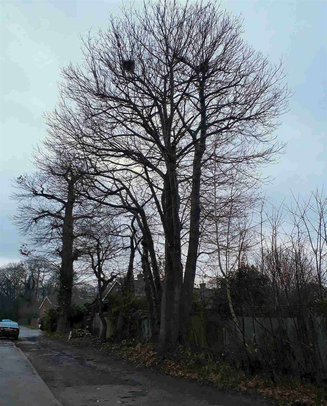 Residents started a petition after asking the council to trim the trees again as seen here in 2019