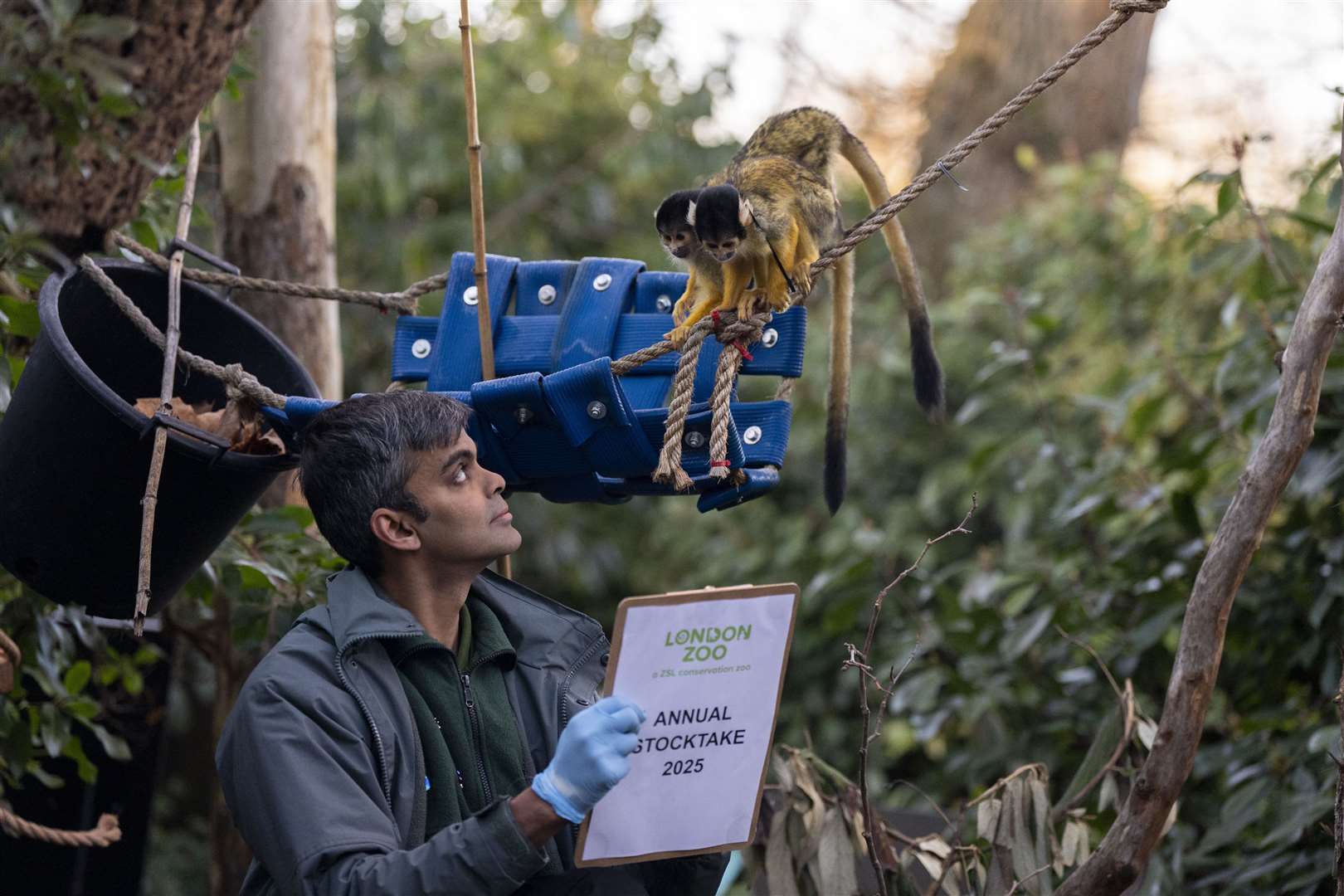 A zookeeper counts squirrel monkeys during the annual stocktake at ZSL London Zoo (Ben Whitley/PA)