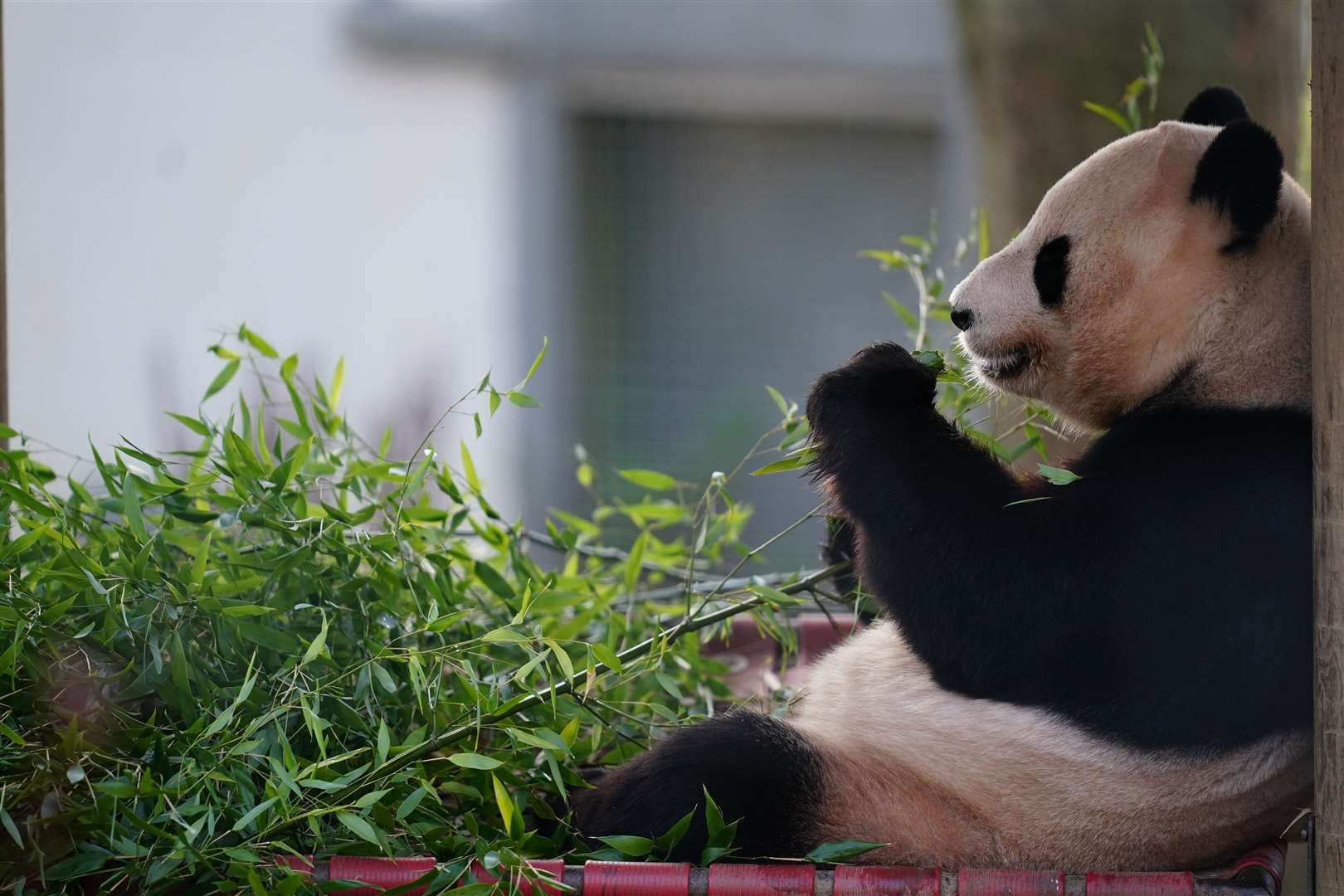 Giant panda Yang Guang says goodbye to visitors at Edinburgh Zoo before keepers got him and his companion Tian Tian ready to make their way back to China (Jane Barlow/PA)