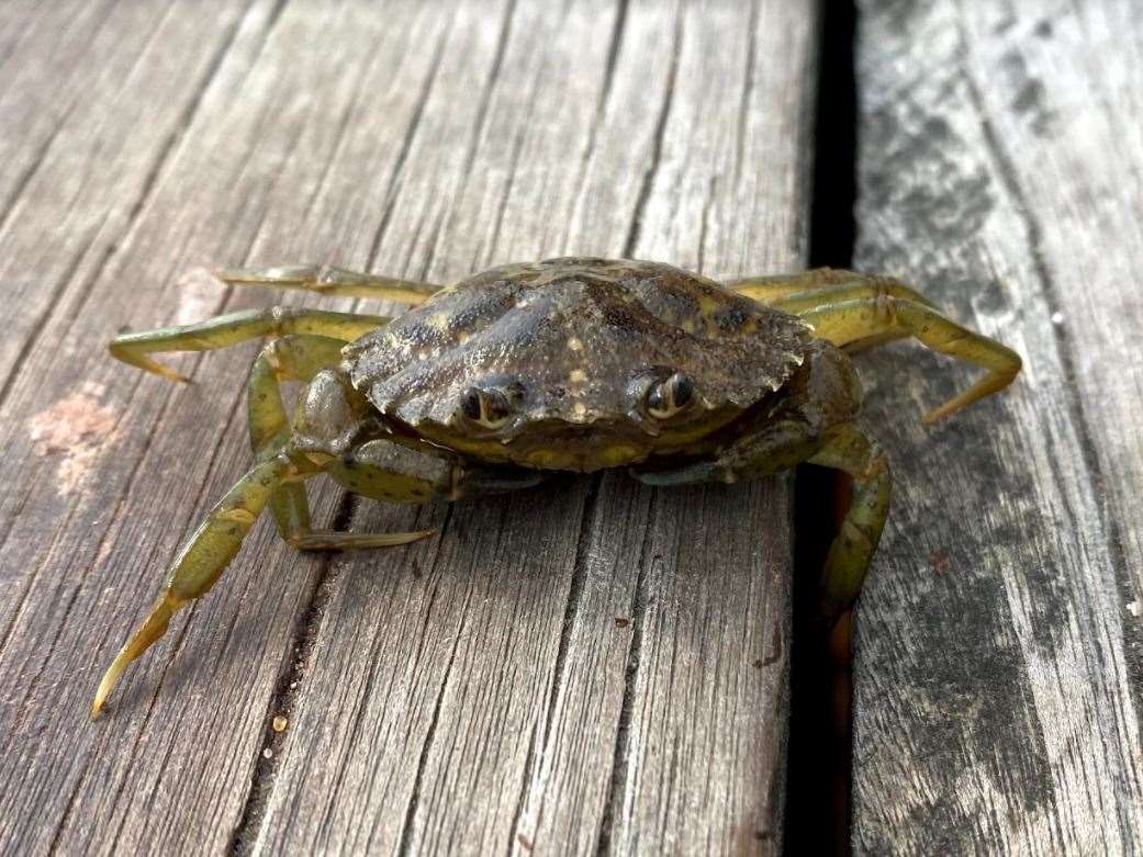 A Shore crab from Whitstable Harbour