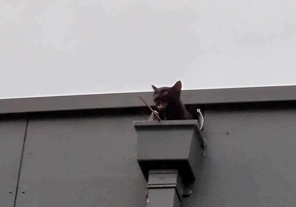 The couple have no idea how Hemlock managed to climb on top of the building