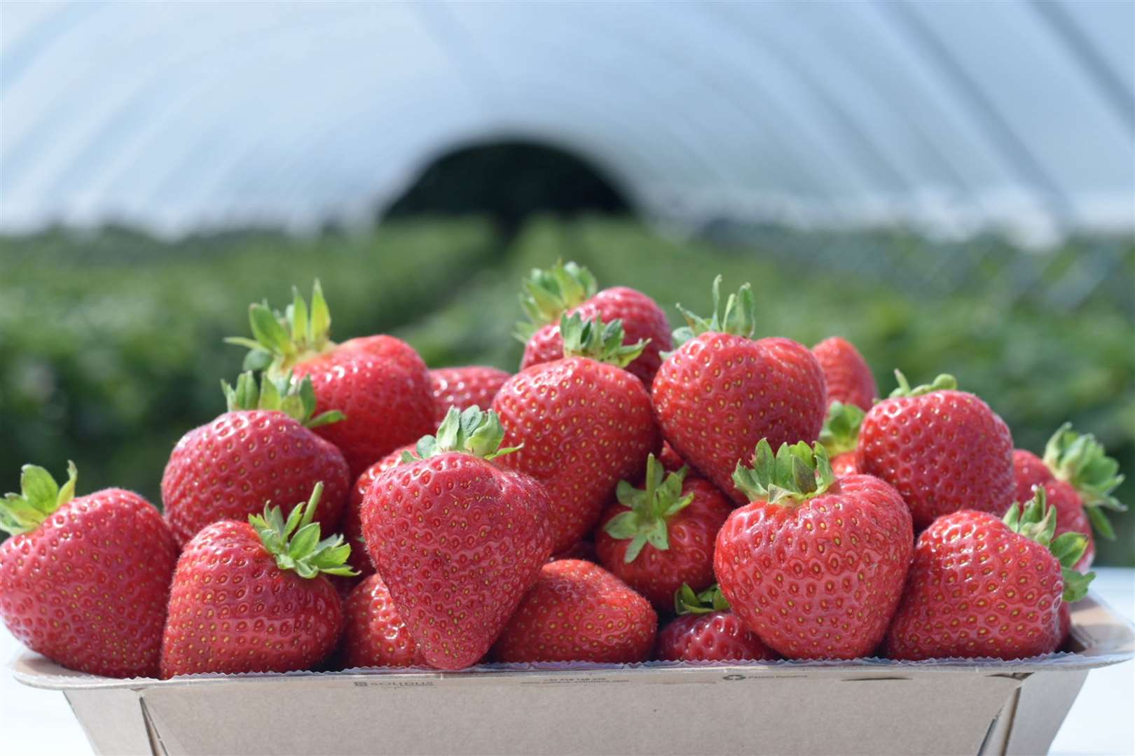 A spell of warmer weather after a rainy and cloudy start to the summer has led to an unexpected surge in the quantity of strawberries becoming ready for sale