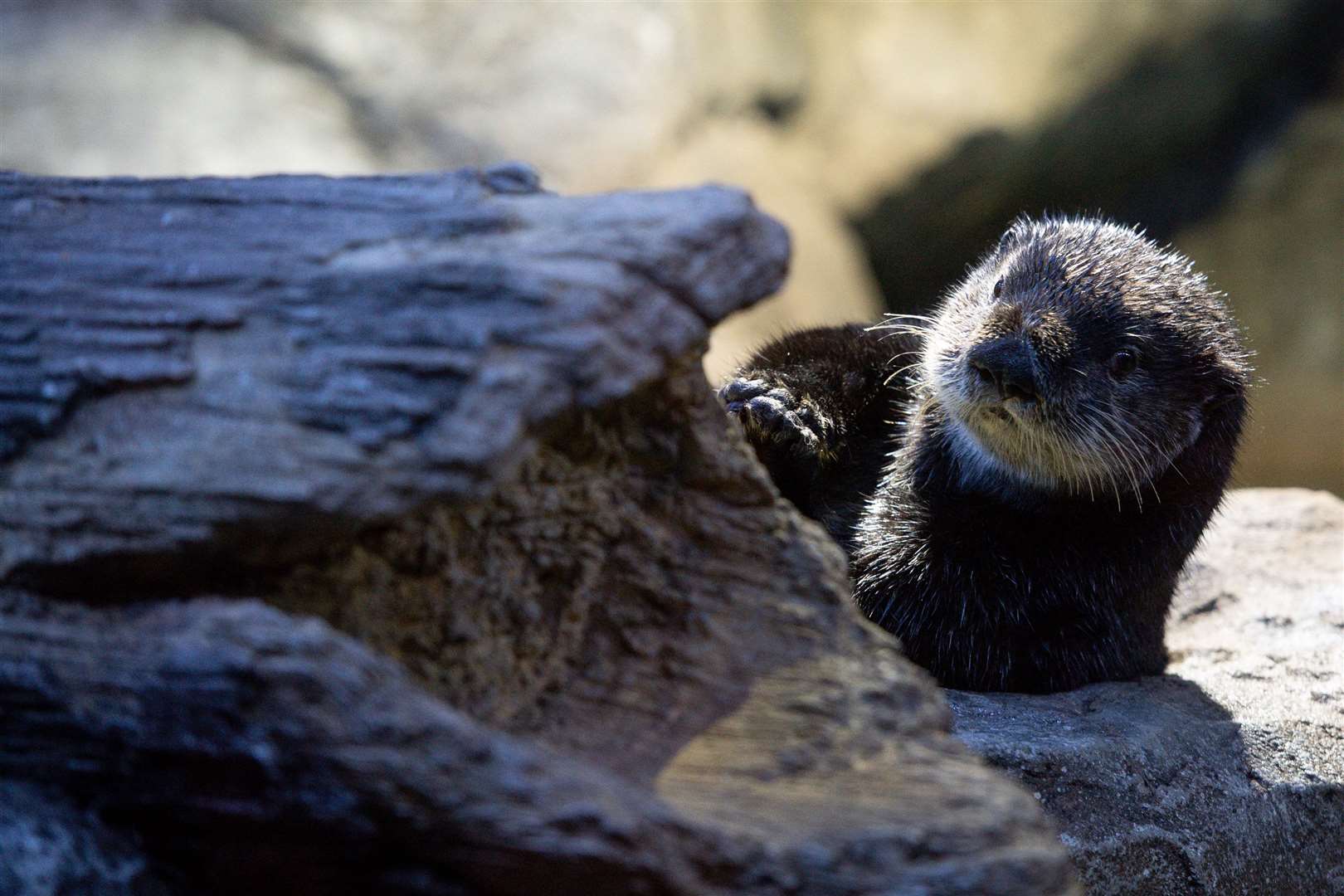 New year, new home… Alaskan sea otter Ozzy, who was brought to the UK from a centre in Alaska, settles in at the National Sea Life Centre in Birmingham (Jacob King/PA)