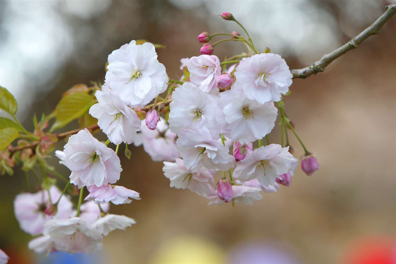 Brogdale in Faversham launches online hanami and also green space bingo ...