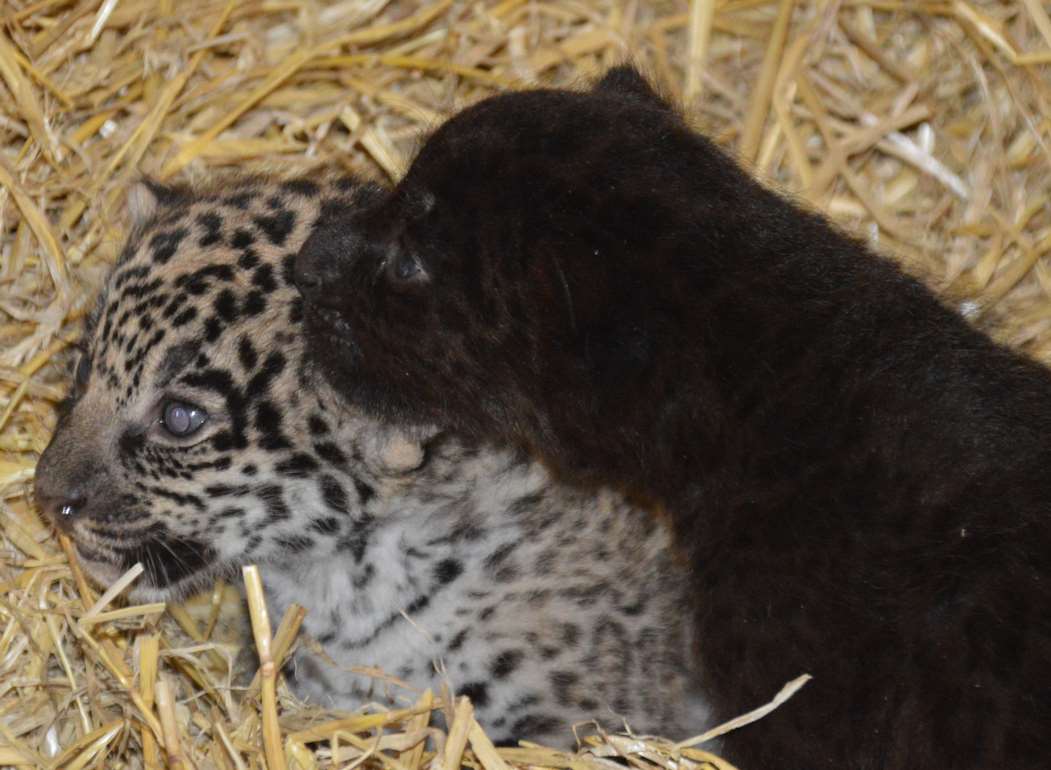 Jaguar twins born at Wingham Wildlife Park near Canterbury