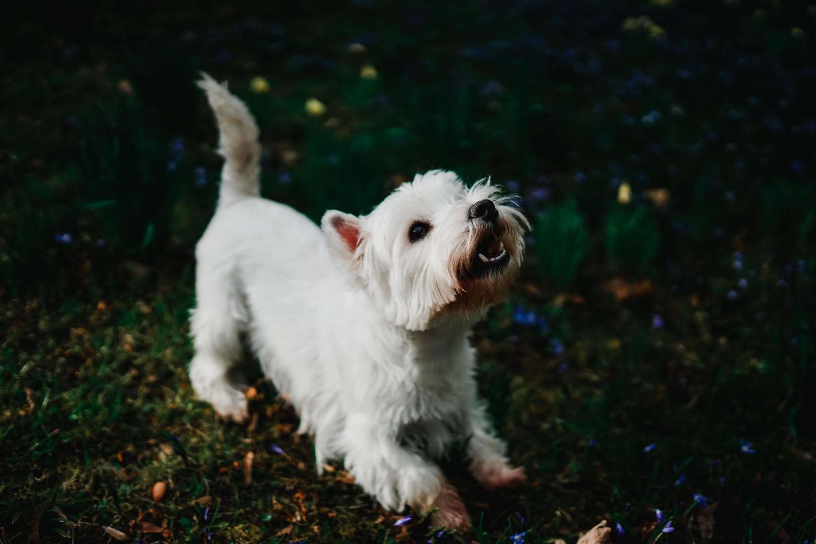 It is important to be wary of any winter hazards when walking your dog. Picture: Rick Gebhardt, Unsplash