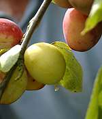 The operation focused on firms supplying workers to pick and pack fruit