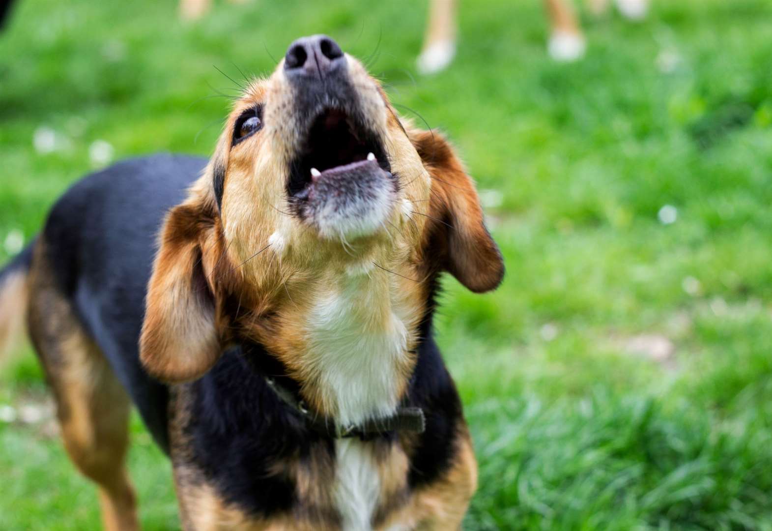 The disturbance caused by barking dogs is the subject of hundreds of complaints to Kent councils. Image: iStock